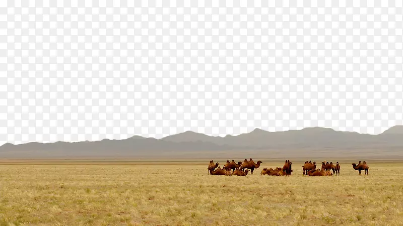 戈壁沙漠草原骆驼景观草原骆驼