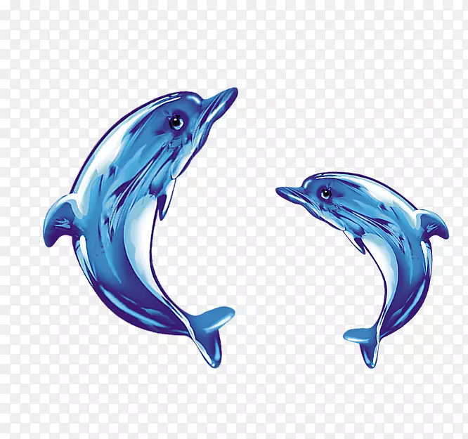 普通宽吻海豚短喙普通海豚图库溪玻璃两只海豚