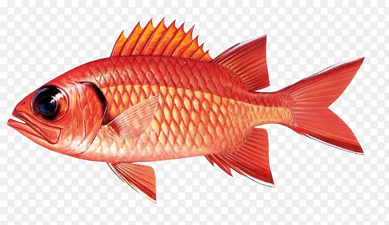 鱼鳞鱼红鱼