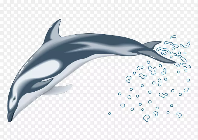 海豚画片艺术-海豚