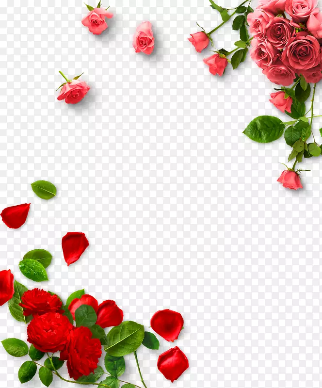 花园玫瑰情人节玫瑰花