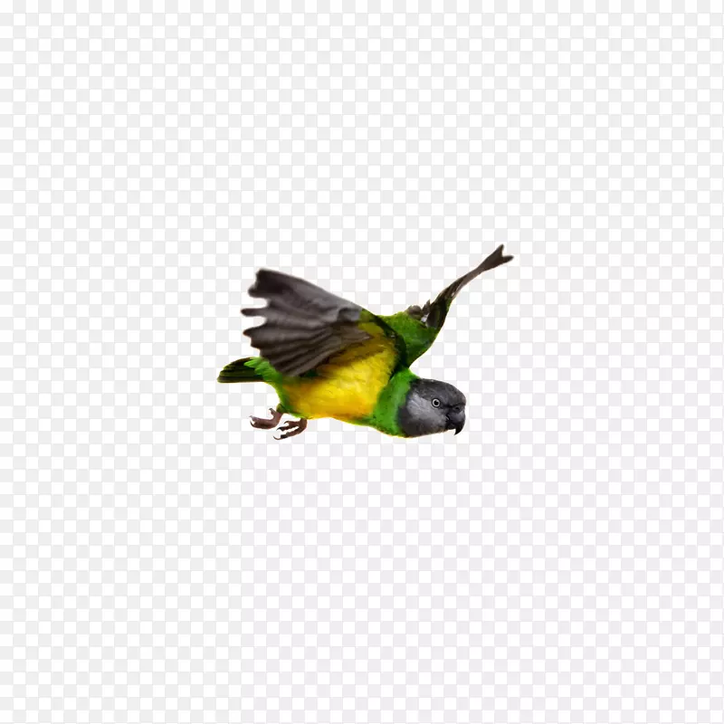 塞内加尔鹦鹉鸟飞嘴鹦鹉
