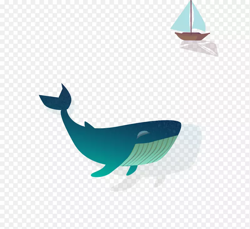 鲨鱼鲸--鲸