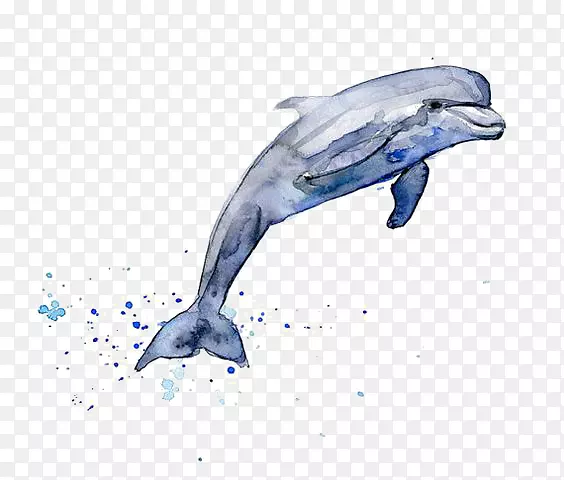 画海豚水彩画剪贴画海豚
