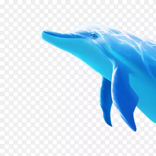图库西海豚蓝海豚