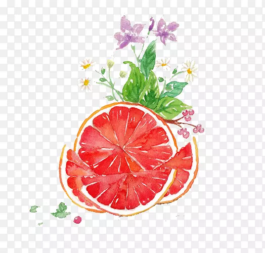 葡萄柚汁柚子水彩画.柚子水彩