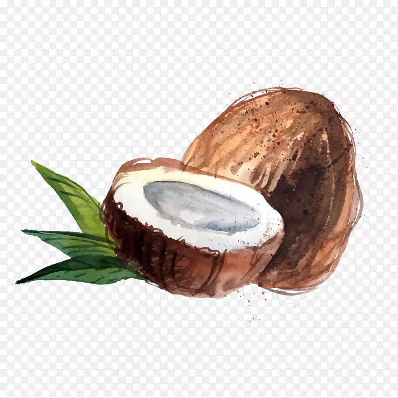 椰子水生料有机食品椰子油水彩椰子