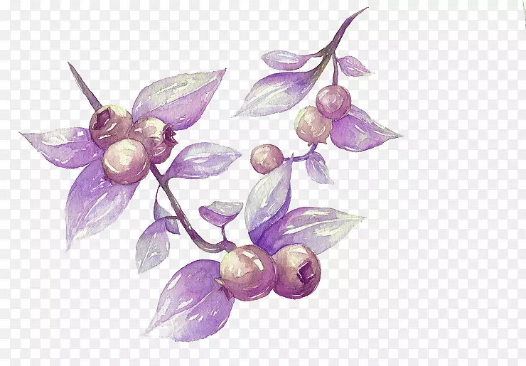 水彩画蓝莓插图.蓝莓画图片材料