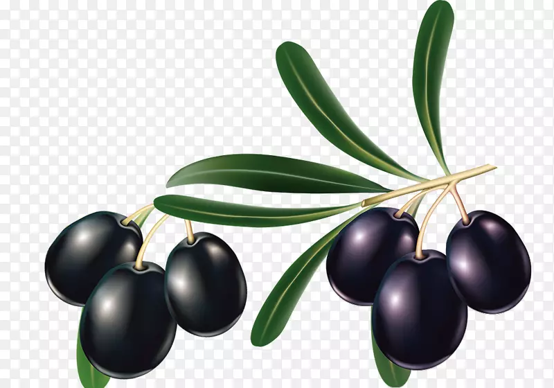 地中海菜橄榄油橄榄叶创意黑橄榄