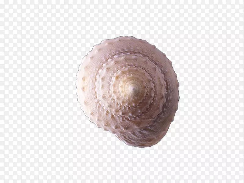 螺海螺贝壳壳