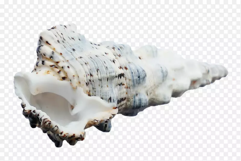 贝壳类软体动物壳海螺概念-大海螺