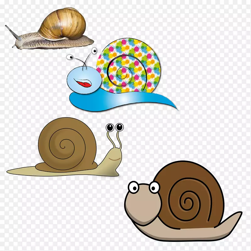 法国蜗牛插图-4蜗牛收藏