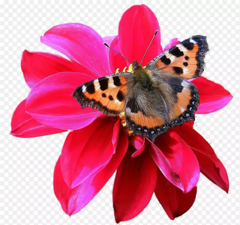 昆虫蝴蝶和飞蛾剪贴画.红色菊花蝴蝶