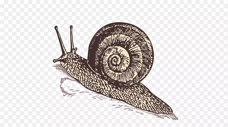 海螺正交换器-手绘蜗牛材料