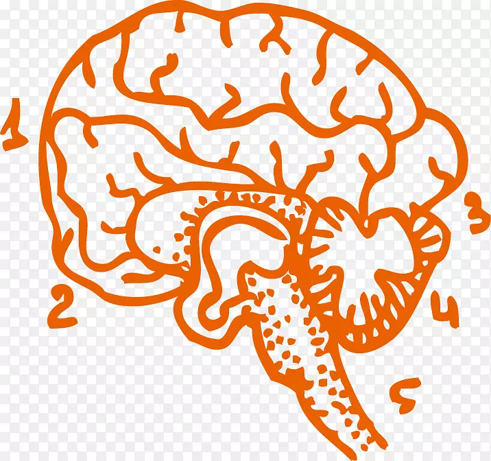 人脑剪贴画-人脑载体材料
