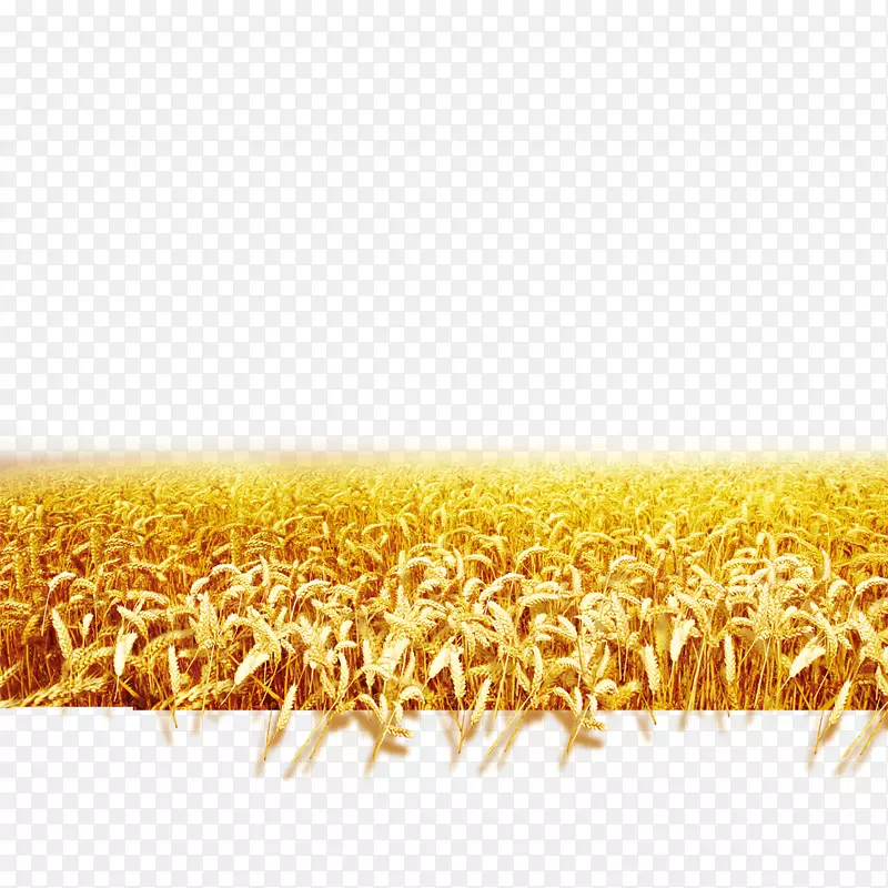 小麦下载景观-收获麦田