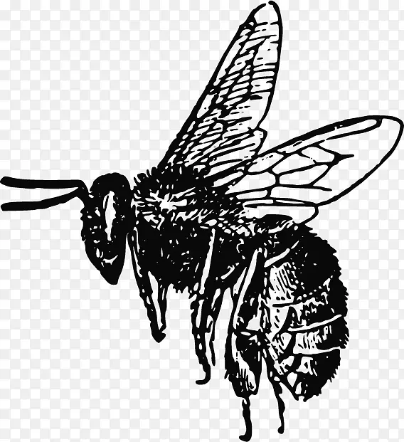 昆虫绘画剪贴画.蜜蜂