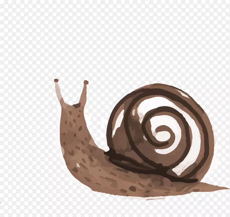 蜗牛正交图.咖啡手绘蜗牛