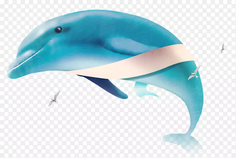常见宽吻海豚图库溪香港赛马会-创意海豚