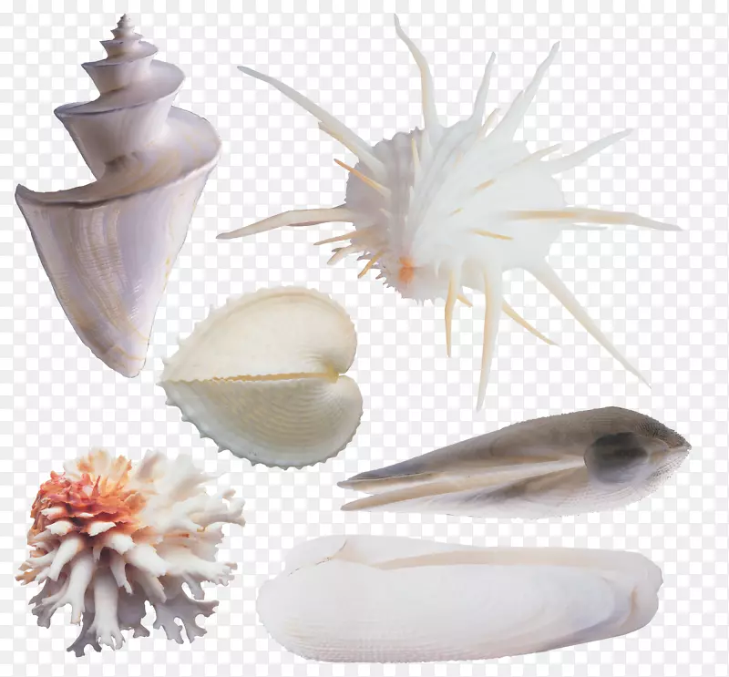 海贝壳蜗牛剪贴画-各种海螺