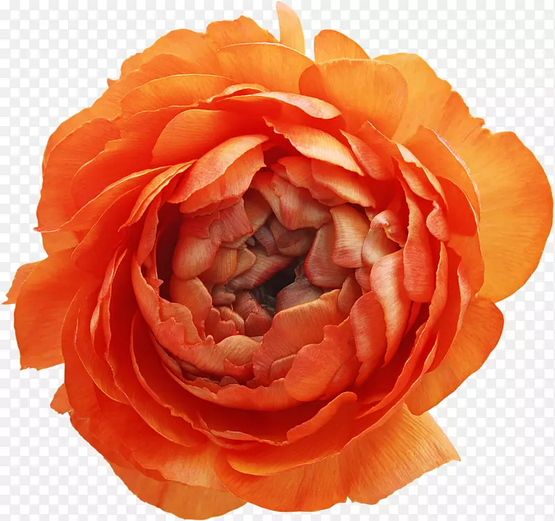 蔷薇花-牡丹
