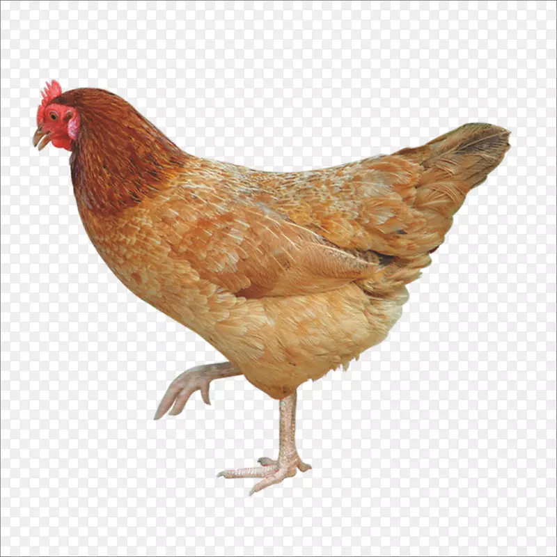 脆炸鸡免费家禽养殖-鸡
