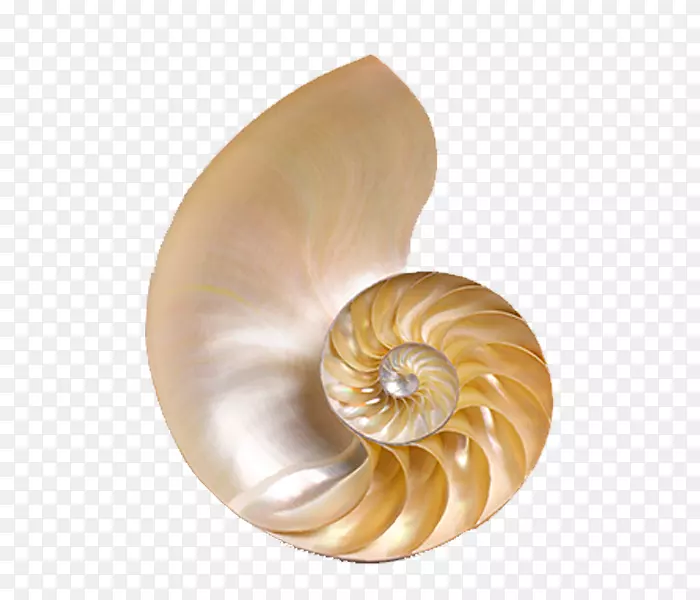 海螺图标-海贝壳