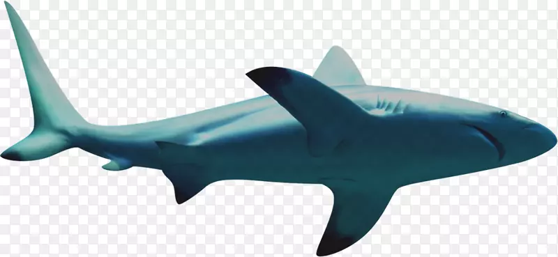 鲨鱼图标-鲨鱼