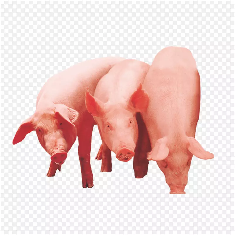家猪三只小猪剪贴画一只猪