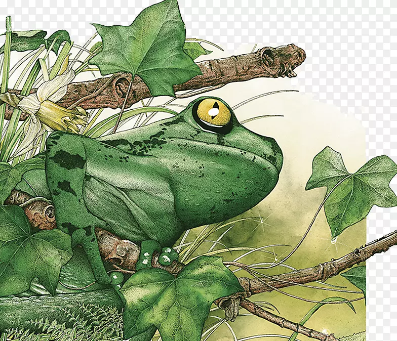 真正的青蛙亚马逊雨林热带-热带雨林青蛙插图
