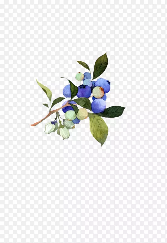 u91ceu679c澳洲蓝莓aedmaasikas-蓝莓水果古物