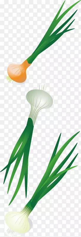 蔬菜插图.设计洋葱蔬菜的图