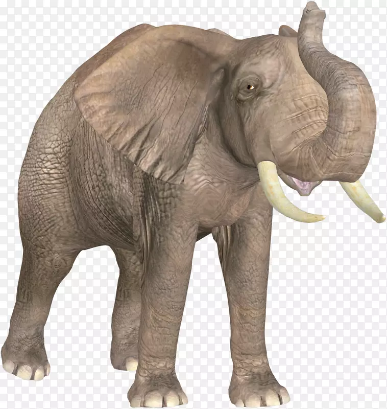 非洲象印度象牙象