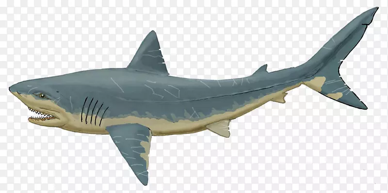马斯特里赫梯马沙龙白垩鲨