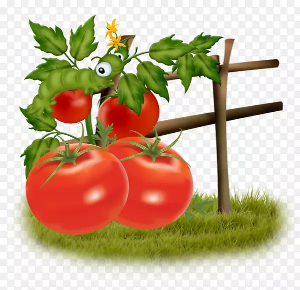 灌木丛番茄食品蔬菜-番茄