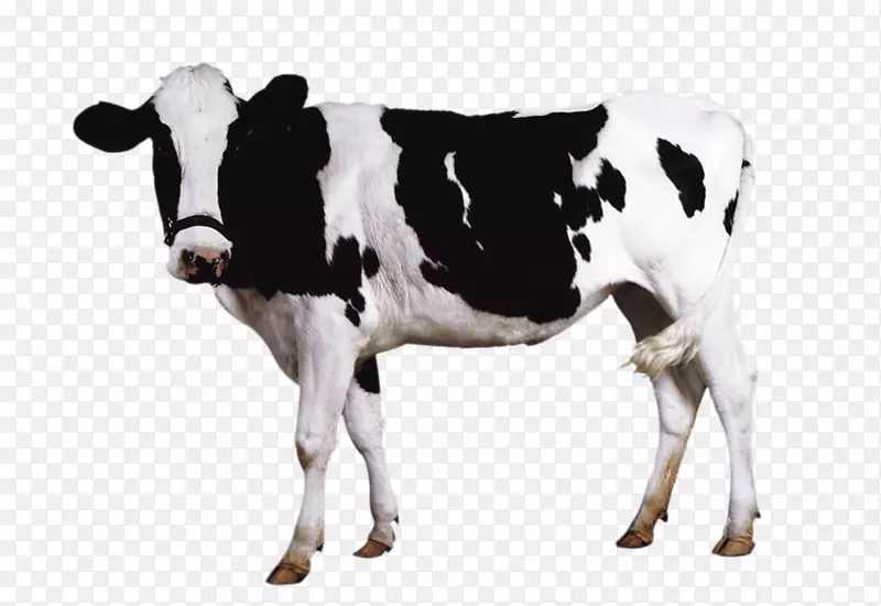 荷斯坦，弗利西亚牛，牛奶，绵羊，乳牛-荷兰公牛