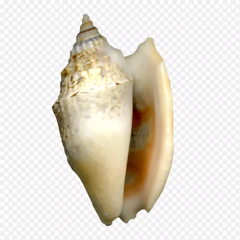 海螺贝壳类海螺