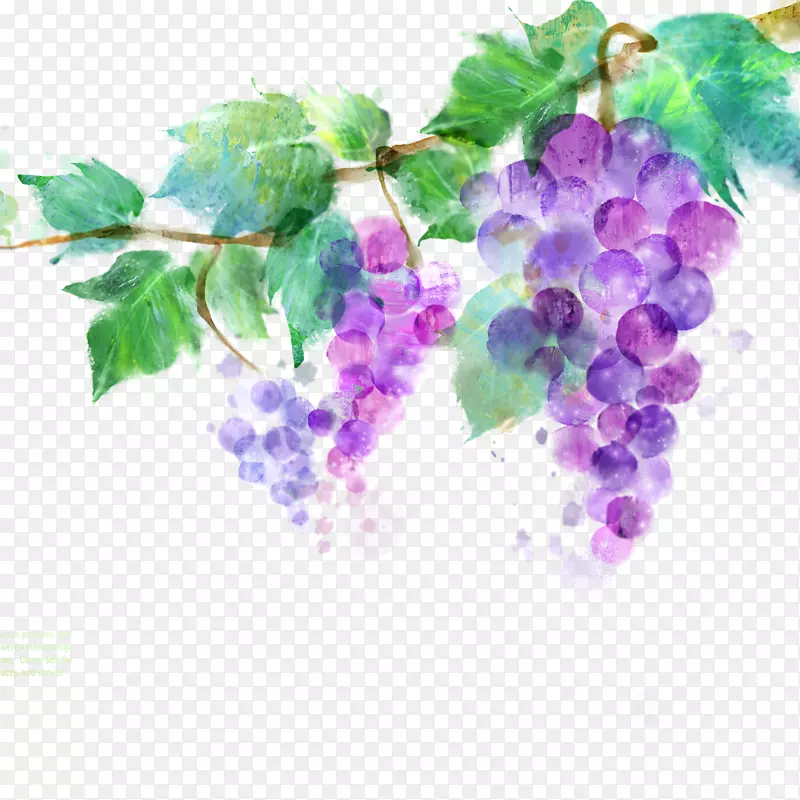 普通葡萄水墨画紫色涂鸦紫葡萄