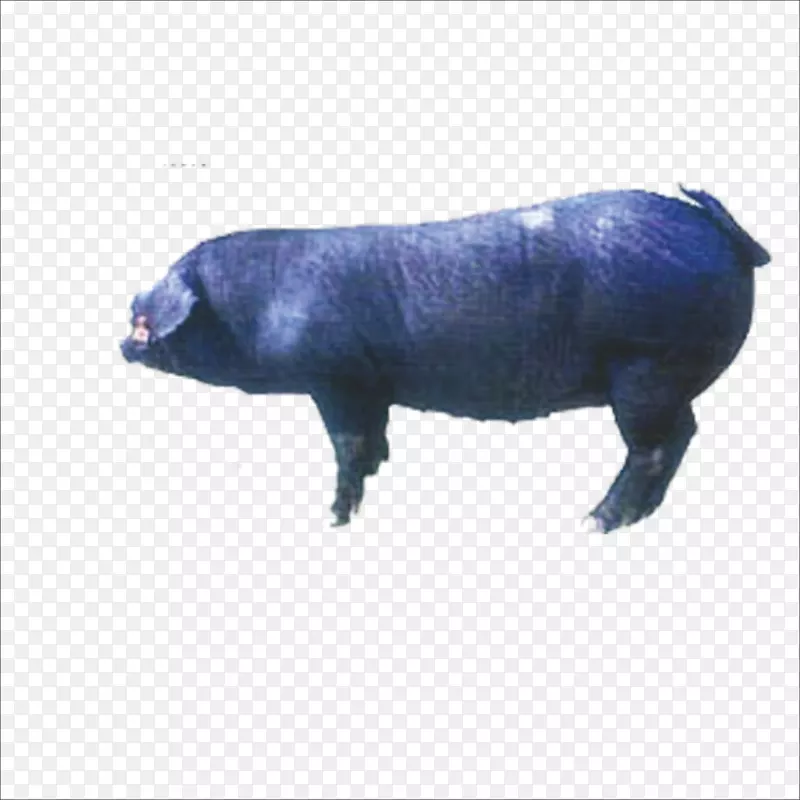 梅山猪杜洛克猪太湖猪苏州苏泰企业有限公司。长白猪