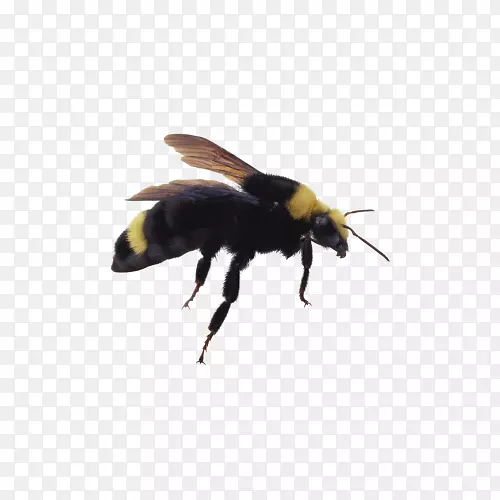 蜜蜂昆虫剪贴画-蜜蜂图片