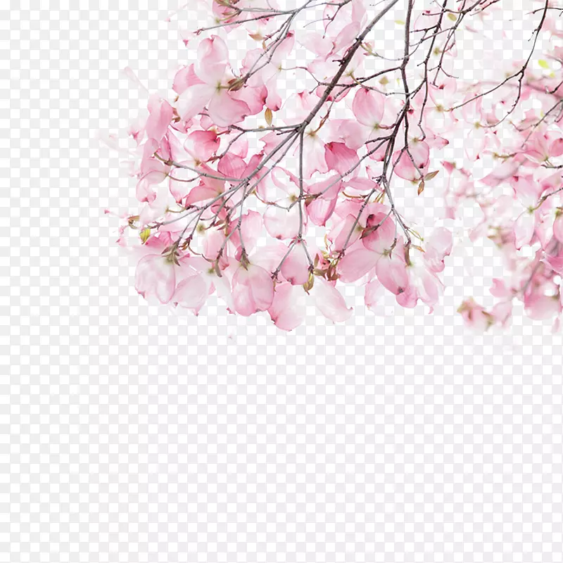 粉红色下载插图-粉红色和美丽的樱花