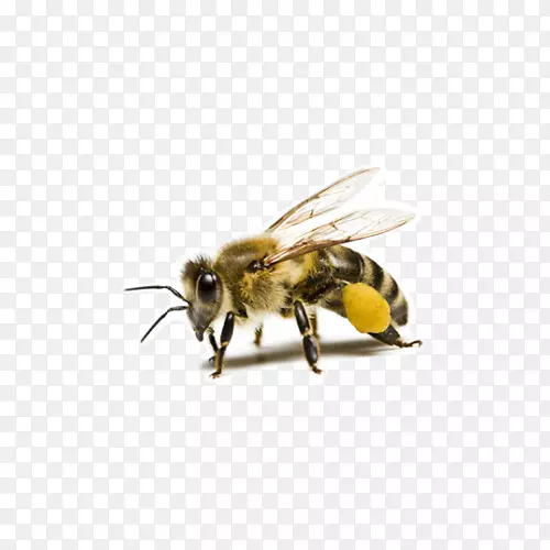 西方蜜蜂蜂巢蜂蜡蜂花粉-蜜蜂创意图片