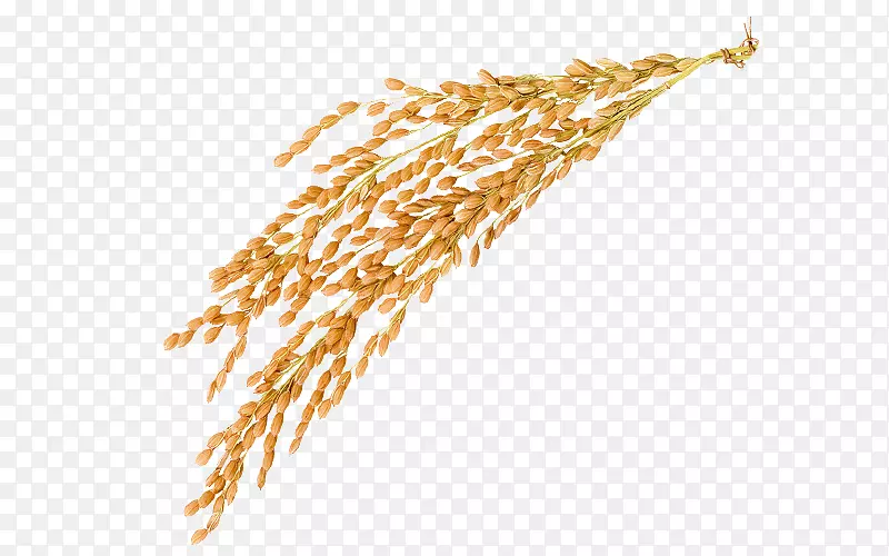 金稻种-水稻材料
