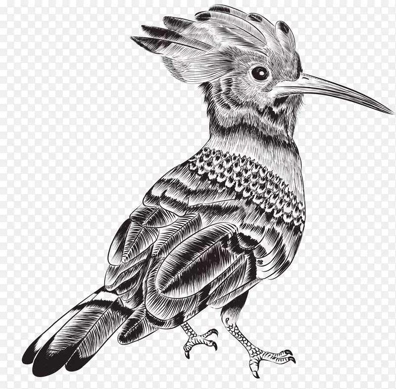 鸟画摄影插图-可爱的铅笔鸟
