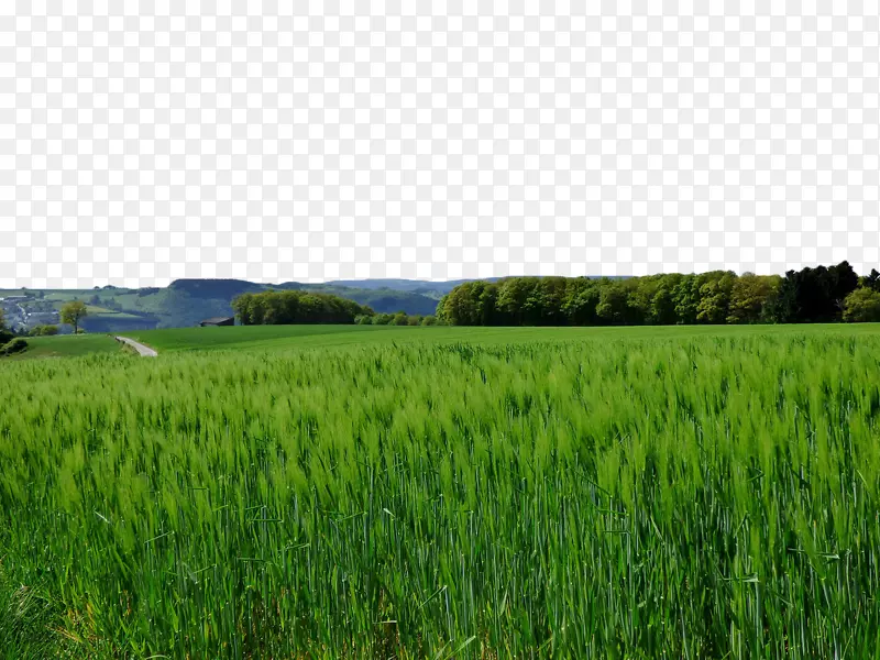 农作物小麦，奥吉如谷类，大麦-绿麦田