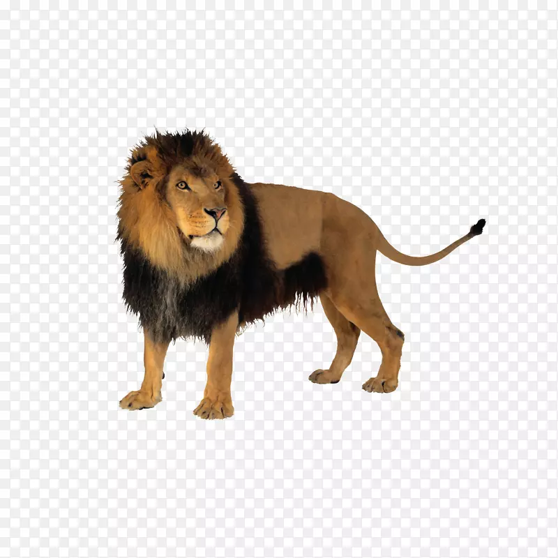 狮子猫虎夹艺术-狮子