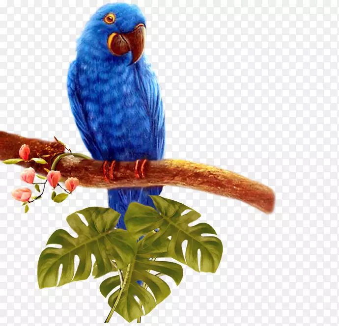 鸟鹦鹉-蓝鹦鹉