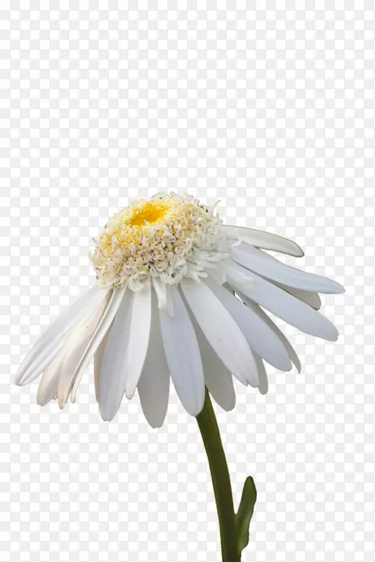 花白色普通雏菊图片墙纸-白色菊花