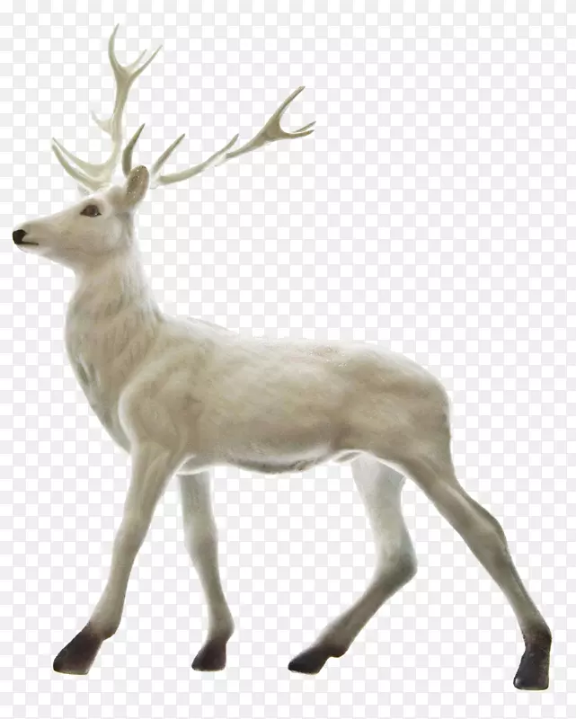 鲁道夫驯鹿圣诞老人圣诞节一只白鹿
