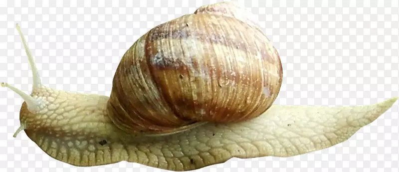 蜗牛正交换器-美丽的棕色蜗牛